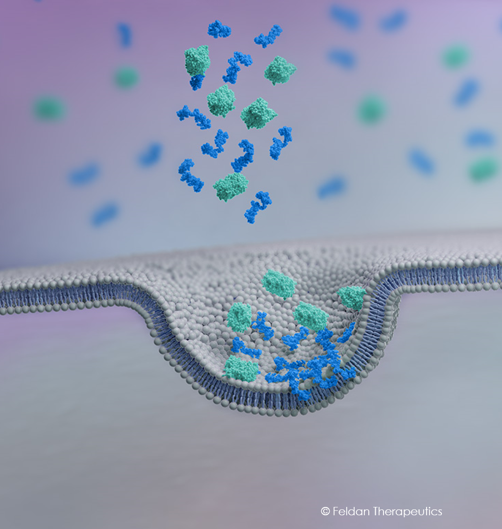 Membrane Interaction  