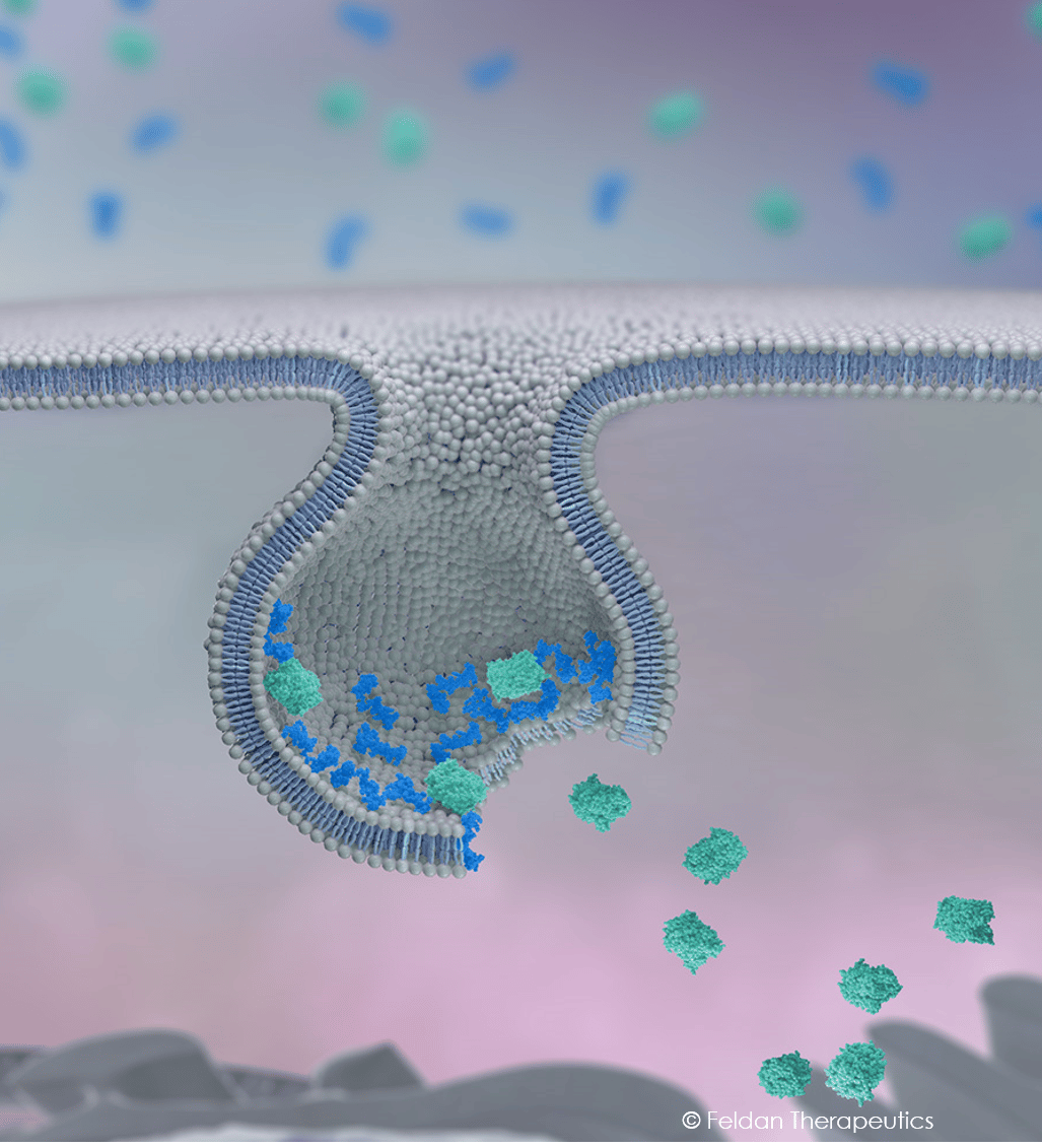 Endosomal Leakage
