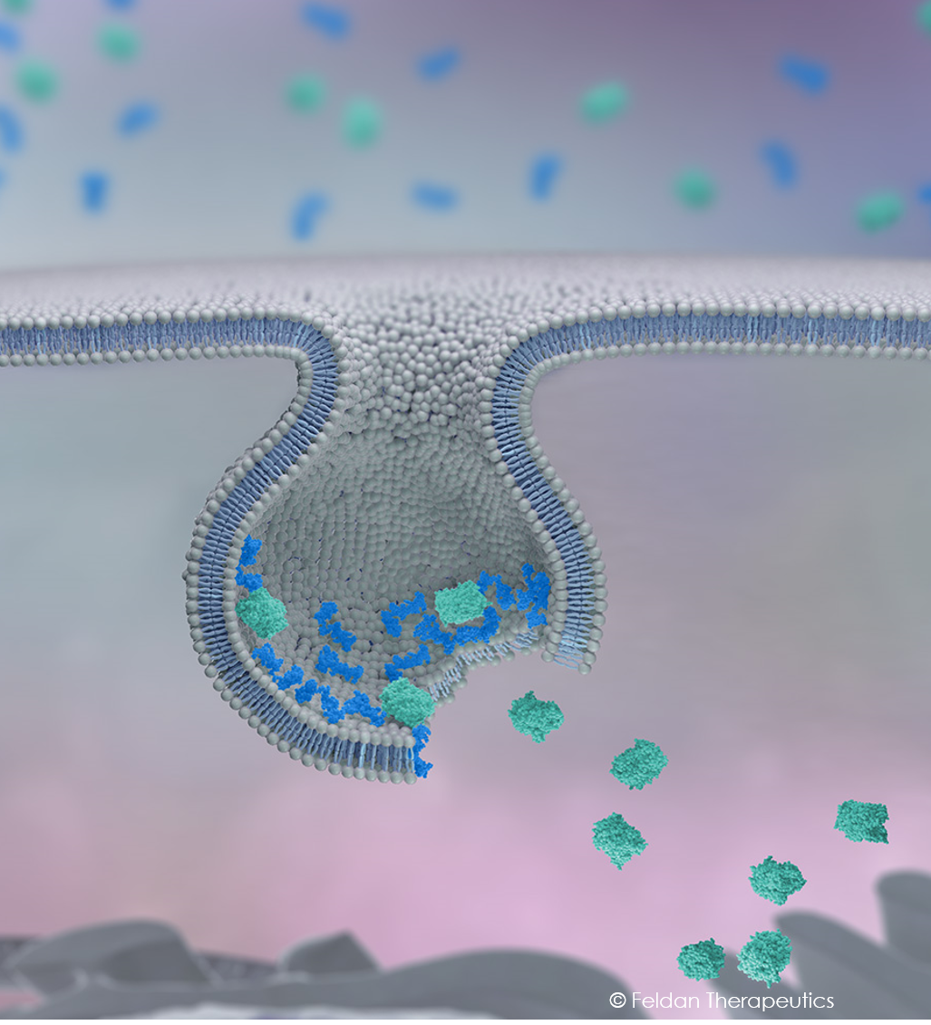Feldan Shuttle Endosomal Escape