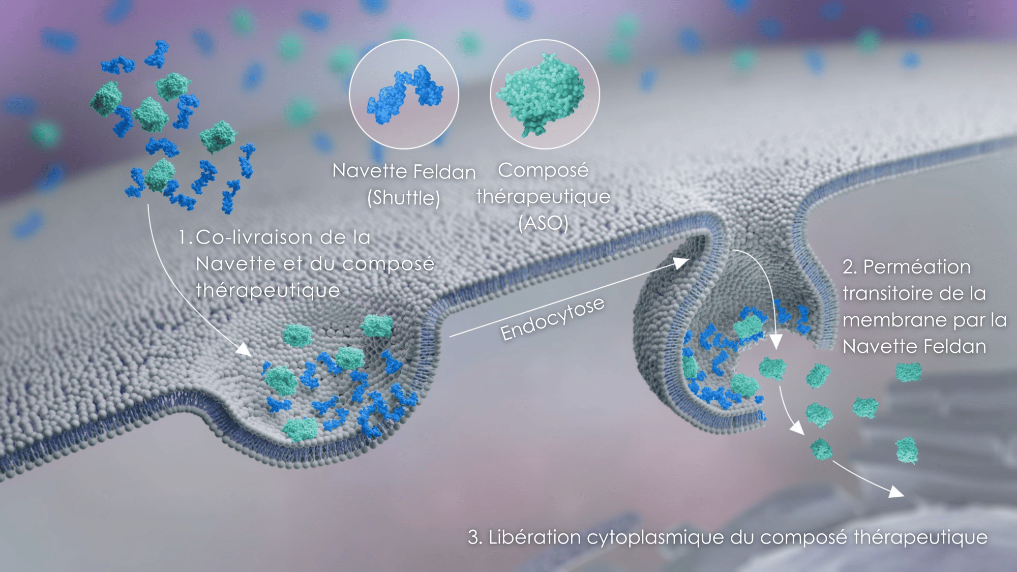 Feldan Shuttle Technology Illustration Endosomal Escape Feldan Shuttle Technology Illustration Endosomal Escape