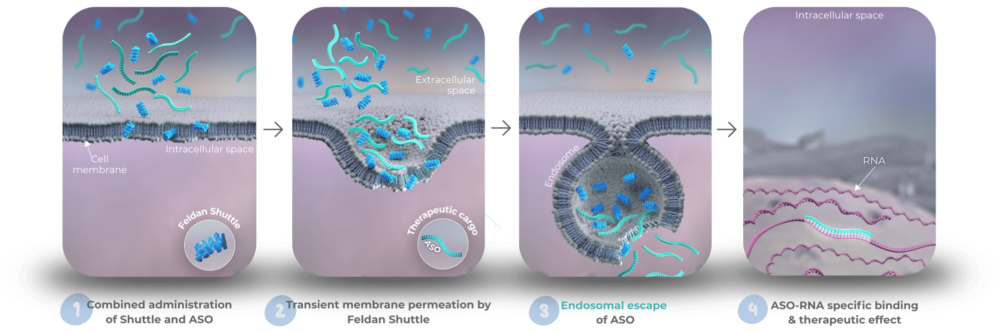 Feldan Shuttle Mechanism of Action