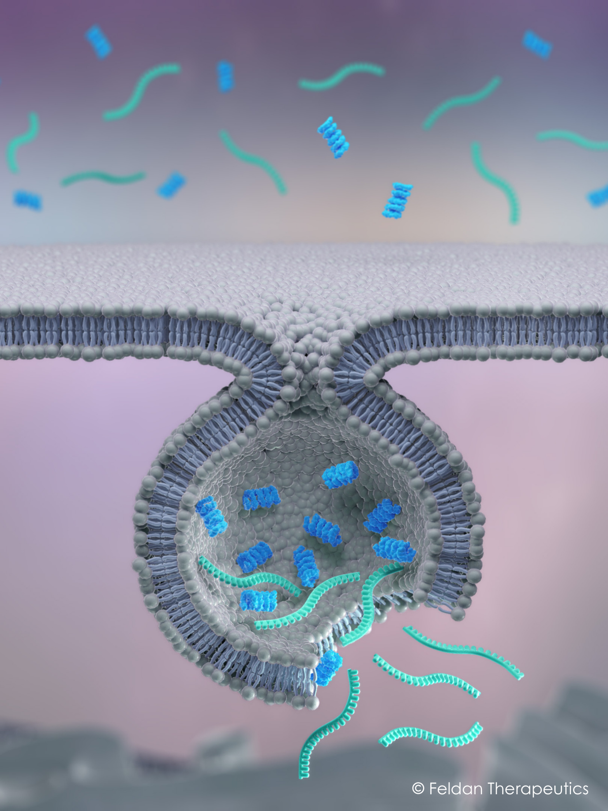 Feldan Shuttle Endosomal Escape Feldan Shuttle Endosomal Escape