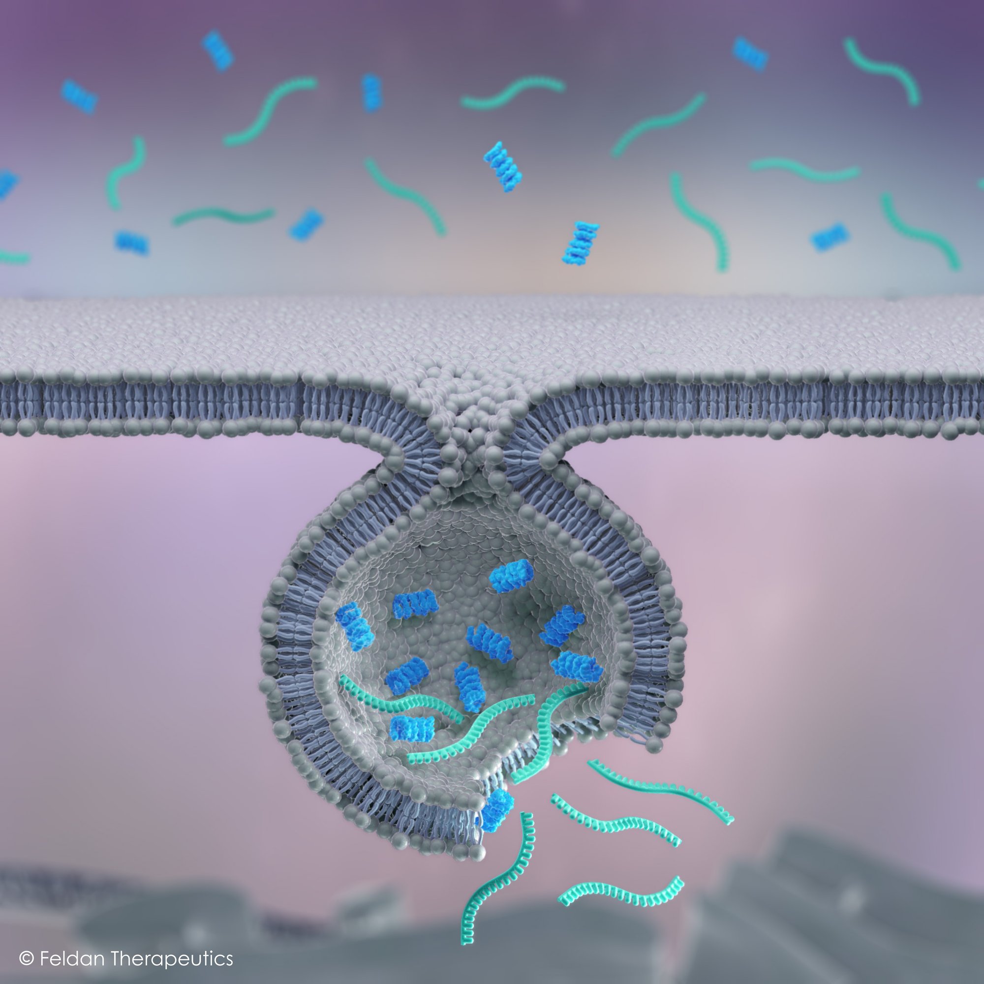 Feldan Shuttle Endosomal Escape Technology
