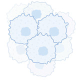 Basal Cell Carcinoma
